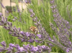 Fonds d'cran Nature Fleurs exploites