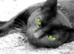 Fonds d'cran Animaux Le Chat aux yeux verts