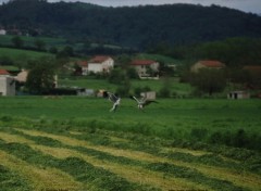 Fonds d'cran Animaux busard saint martin