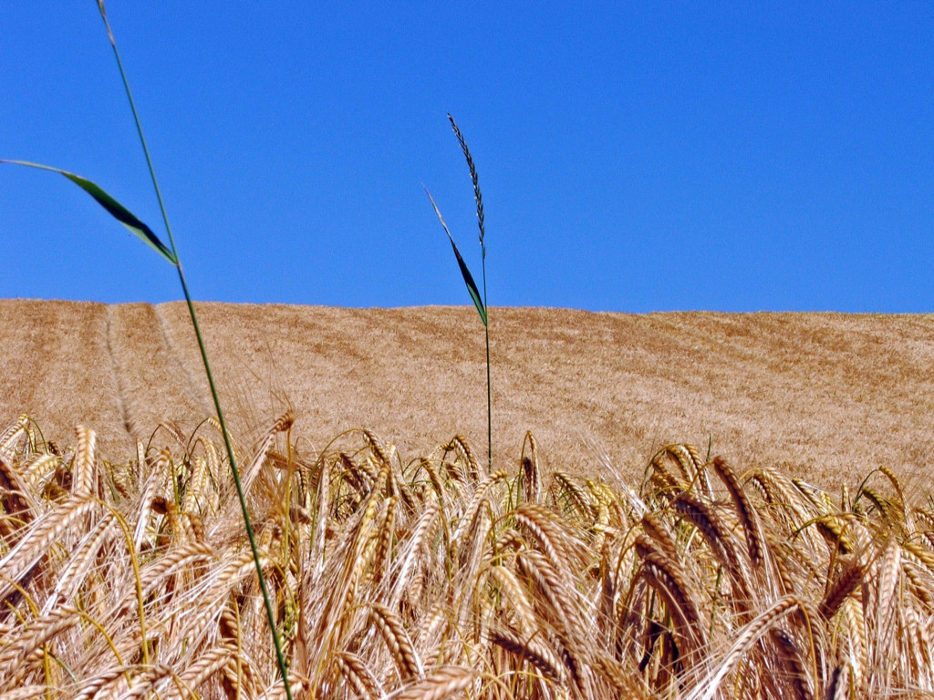 Fonds d'cran Nature Champs - Prairies Rouleau d\'pis...