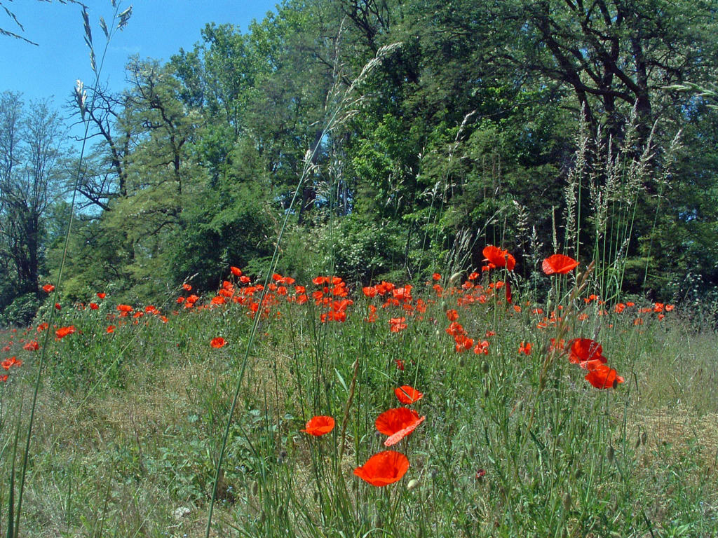 Fonds d'cran Nature Fleurs Quelques coquelicots...