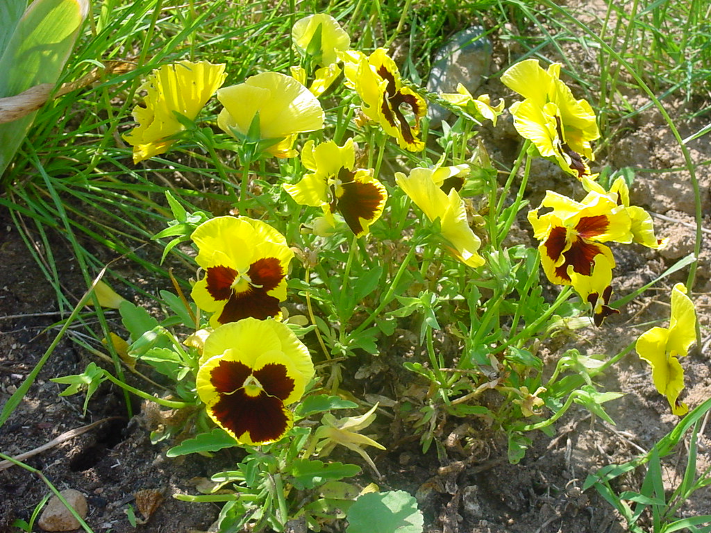 Fonds d'cran Nature Fleurs 