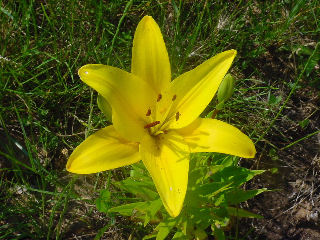 Fonds d'cran Nature Fleurs 