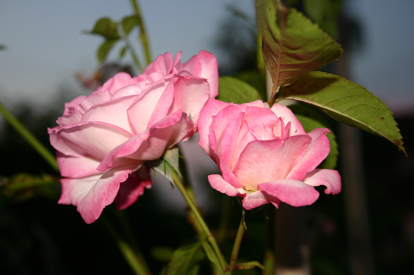 Fonds d'cran Nature Fleurs Rose de nuit