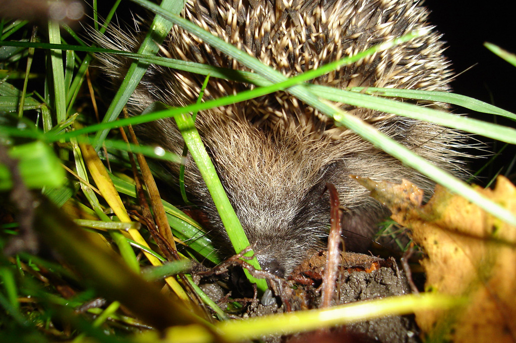 Fonds d'cran Animaux Hrissons pti herrisons