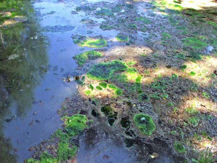 Fonds d'cran Nature Eau - Reflets Dcomposition vgtale sur un plan d'eau...