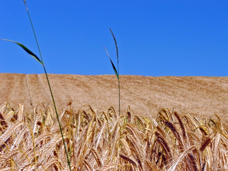 Fonds d'cran Nature Champs - Prairies Rouleau d'pis...