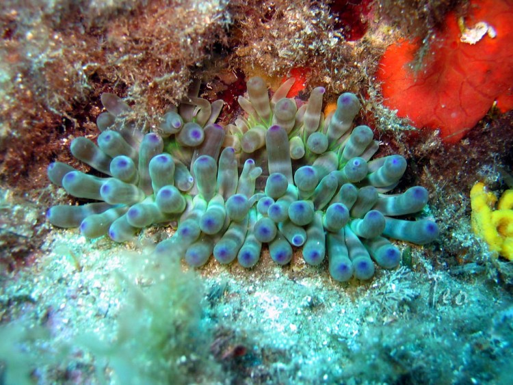 Fonds d'cran Animaux Vie marine - Poissons AnemoneCharnue