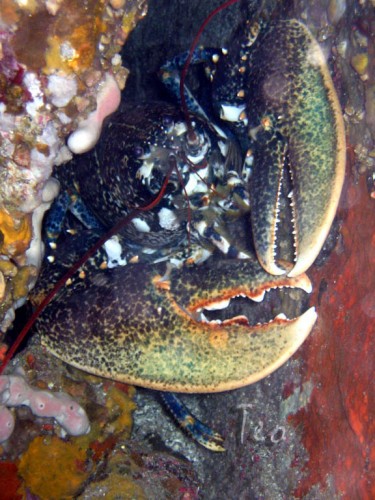 Fonds d'cran Animaux Vie marine - Poissons homard