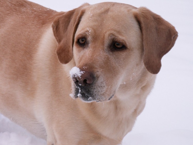 Fonds d'cran Animaux Chiens Labrador dans la neige