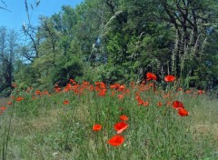 Fonds d'cran Nature Quelques coquelicots...