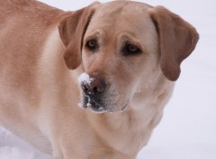 Fonds d'cran Animaux Labrador dans la neige