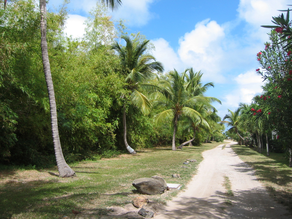 Wallpapers Nature Trees - Forests Saint-Martin