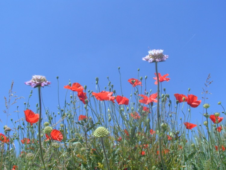 Wallpapers Nature Flowers Coquelicots