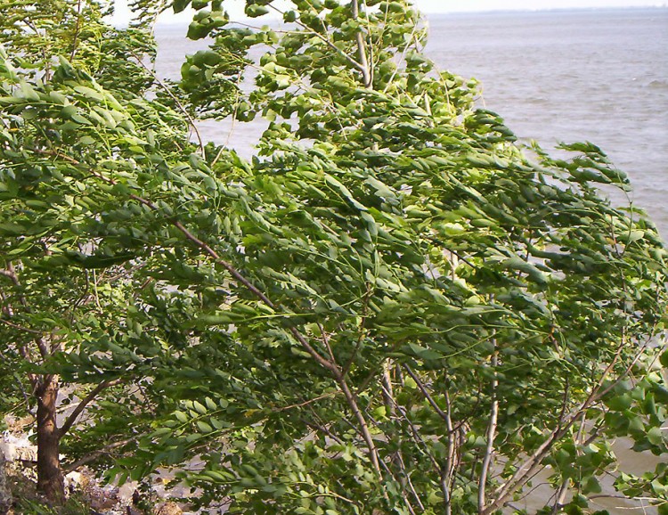 Fonds d'cran Nature Arbres - Forts venteux!