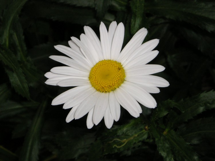 Wallpapers Nature Flowers marguerite