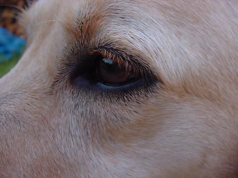 Fonds d'cran Animaux Chiens bel oeil