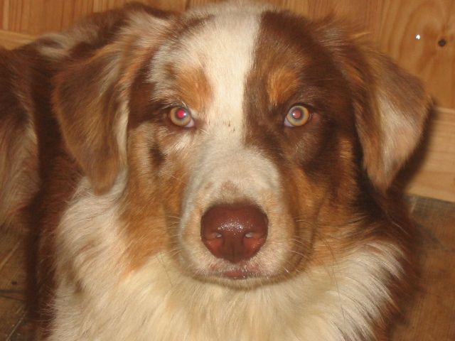 Fonds d'cran Animaux Chiens aussie