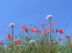 Fonds d'cran Nature Coquelicots