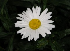 Wallpapers Nature marguerite