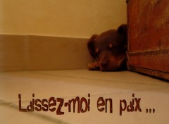 Fonds d'cran Animaux Chien en paix