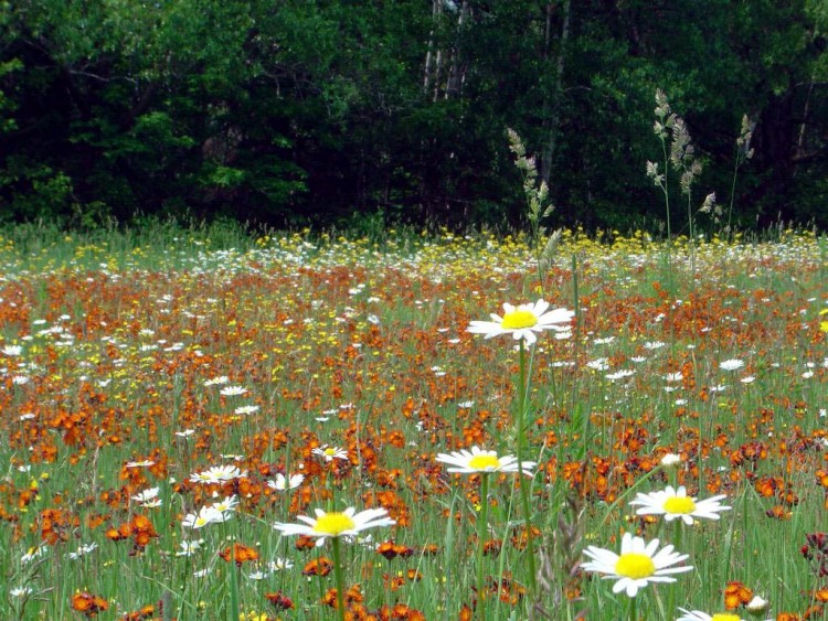 Fonds d'cran Nature Fleurs FLEUR DES CHAMPS 05