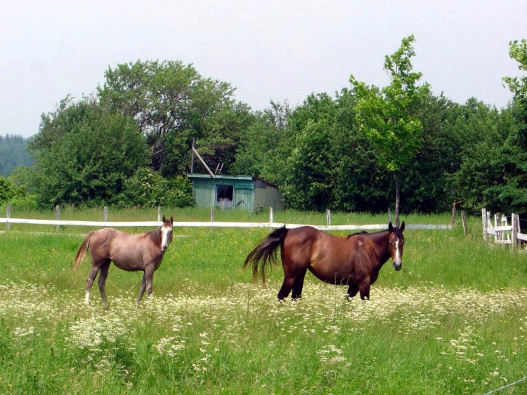 Fonds d'cran Animaux Chevaux C'EST QUI LUI