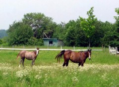 Fonds d'cran Animaux C'EST QUI LUI