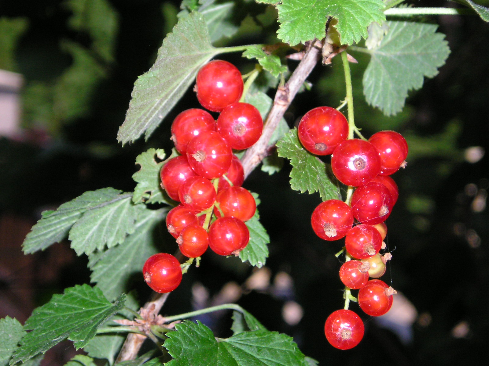 Wallpapers Nature Fruits groseilles