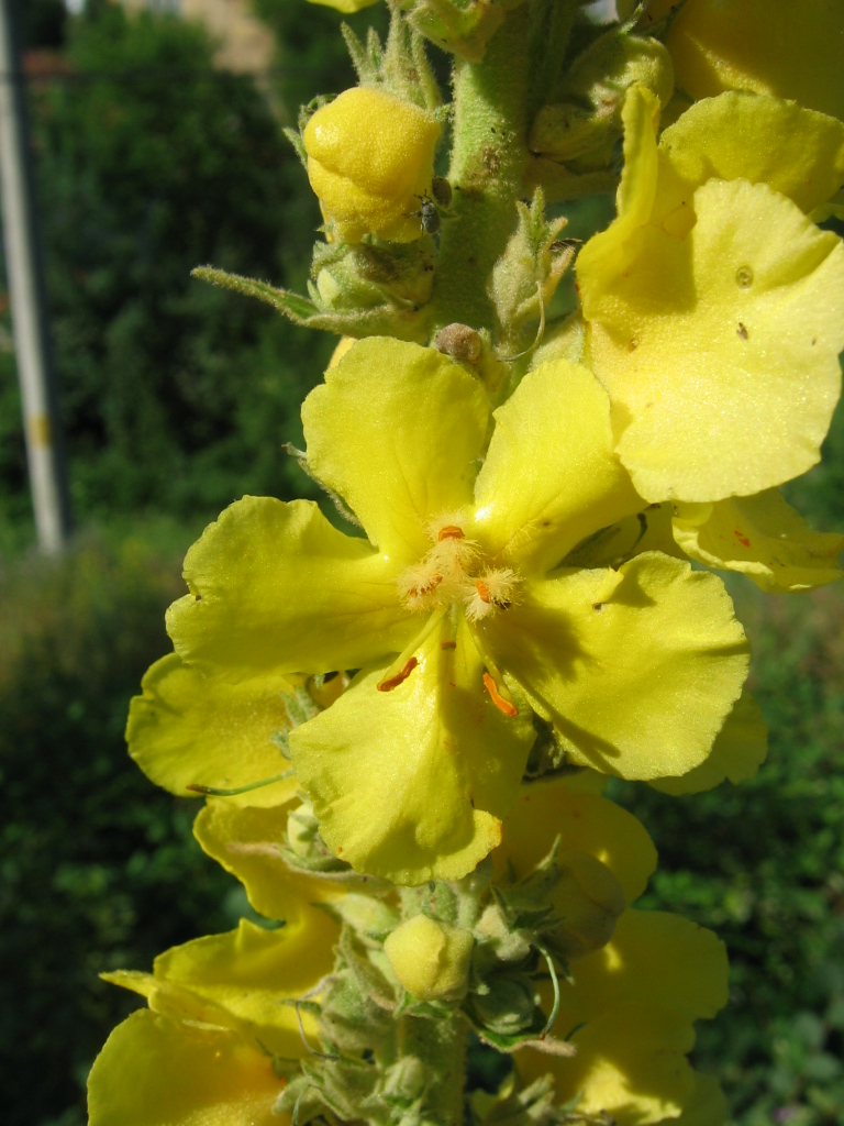 Fonds d'cran Nature Fleurs Sunny flower