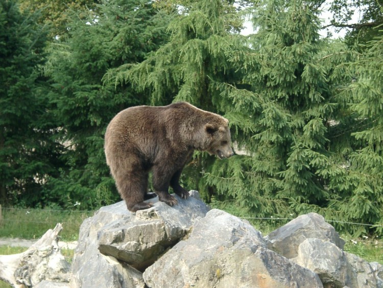 Fonds d'cran Animaux Ours Ours brun