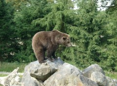 Fonds d'cran Animaux Ours brun