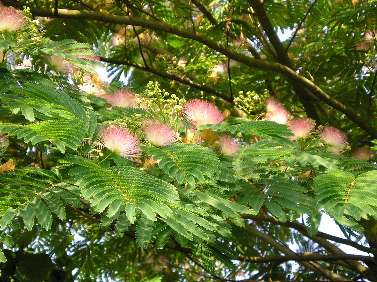 Wallpapers Nature Flowers albizia