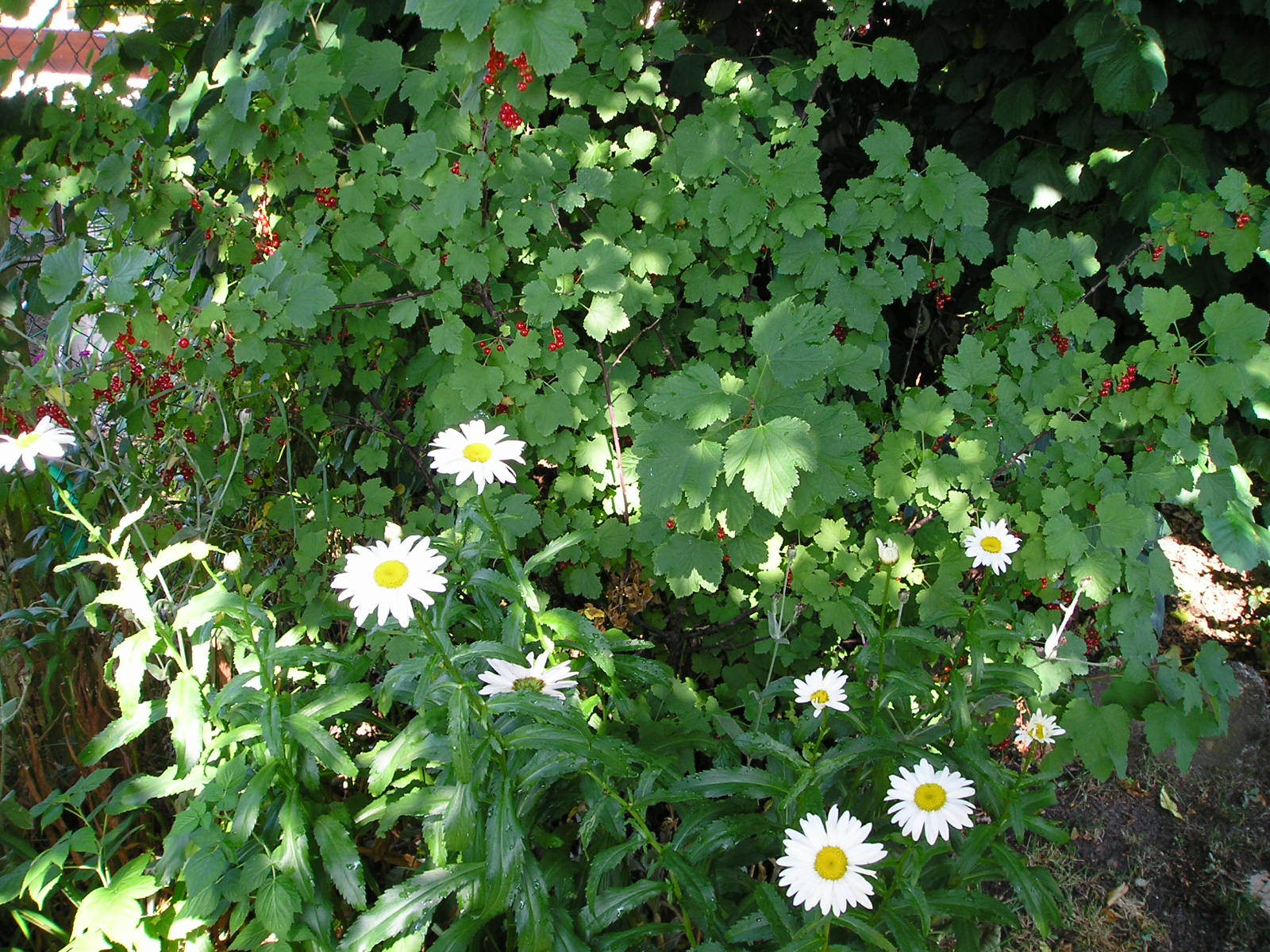 Wallpapers Nature Flowers maeguerites a la groseille