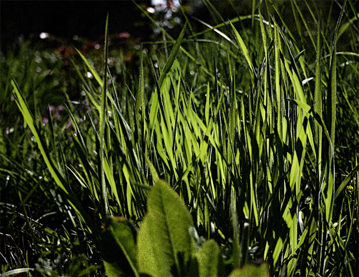 Fonds d'cran Nature Feuilles - Feuillages Herbe de la nuit