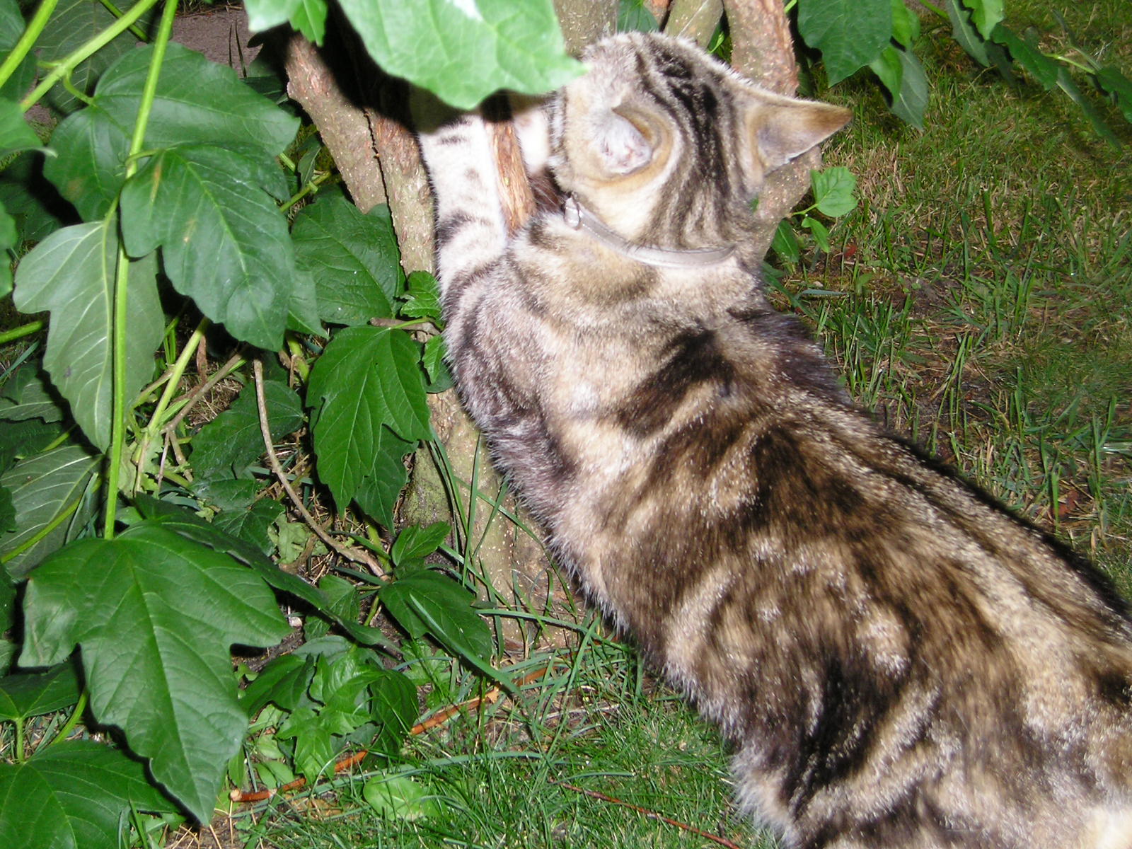 Fonds d'cran Animaux Chats - Chatons myckette fait ses griffes