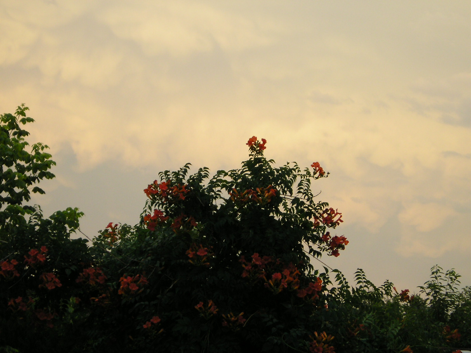 Wallpapers Nature Skies - Clouds 