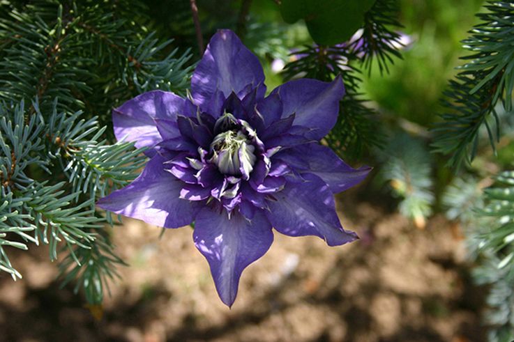 Fonds d'cran Nature Fleurs Clmatite