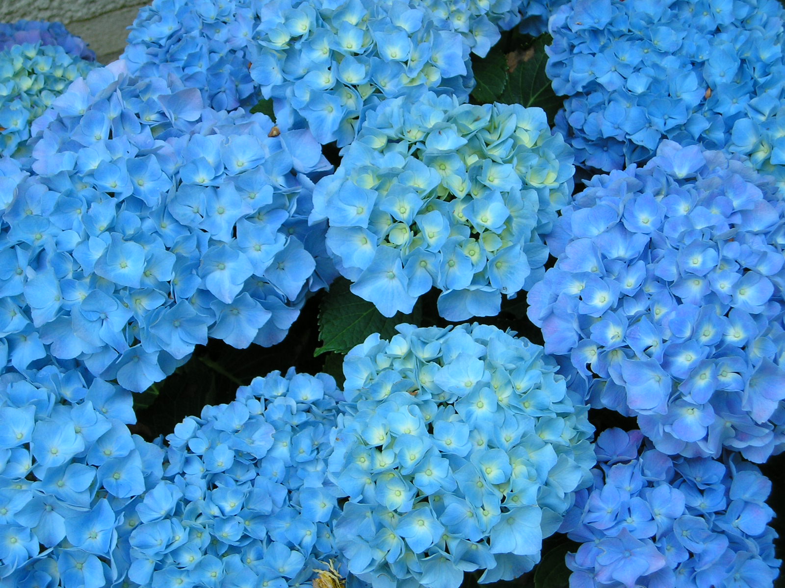 Wallpapers Nature Flowers hortensia