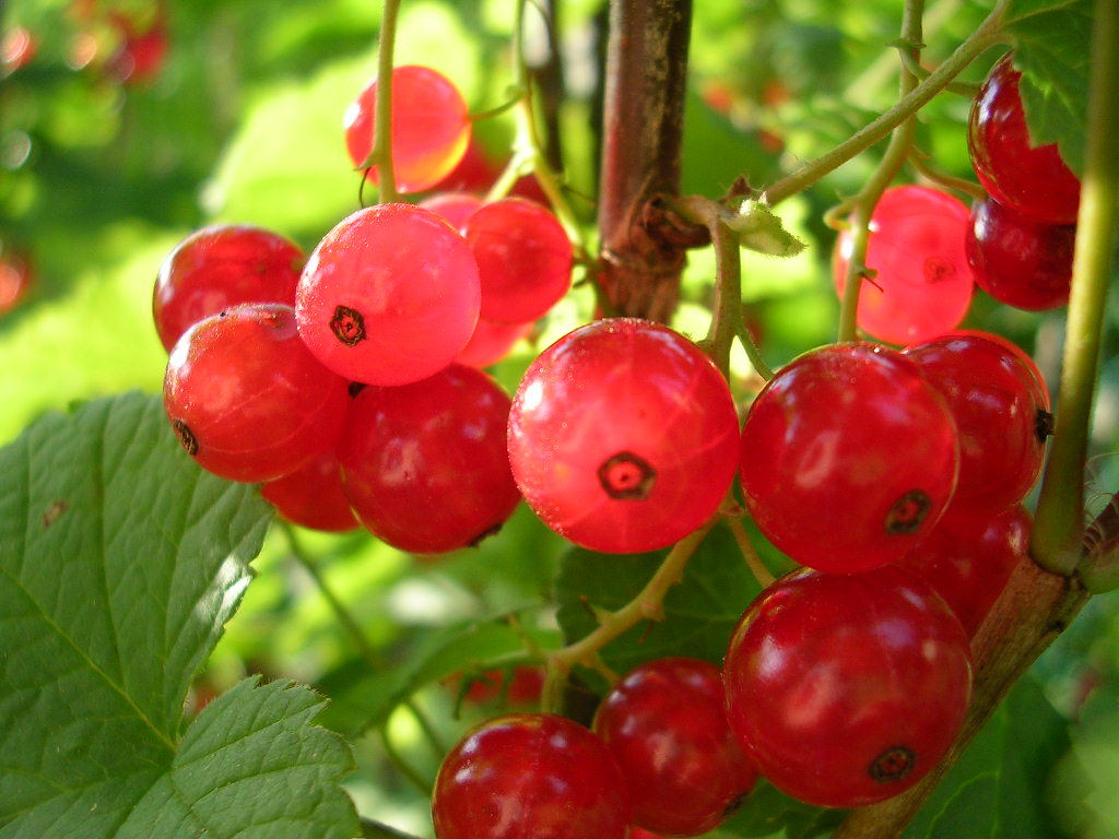 Wallpapers Nature Fruits Groseilles