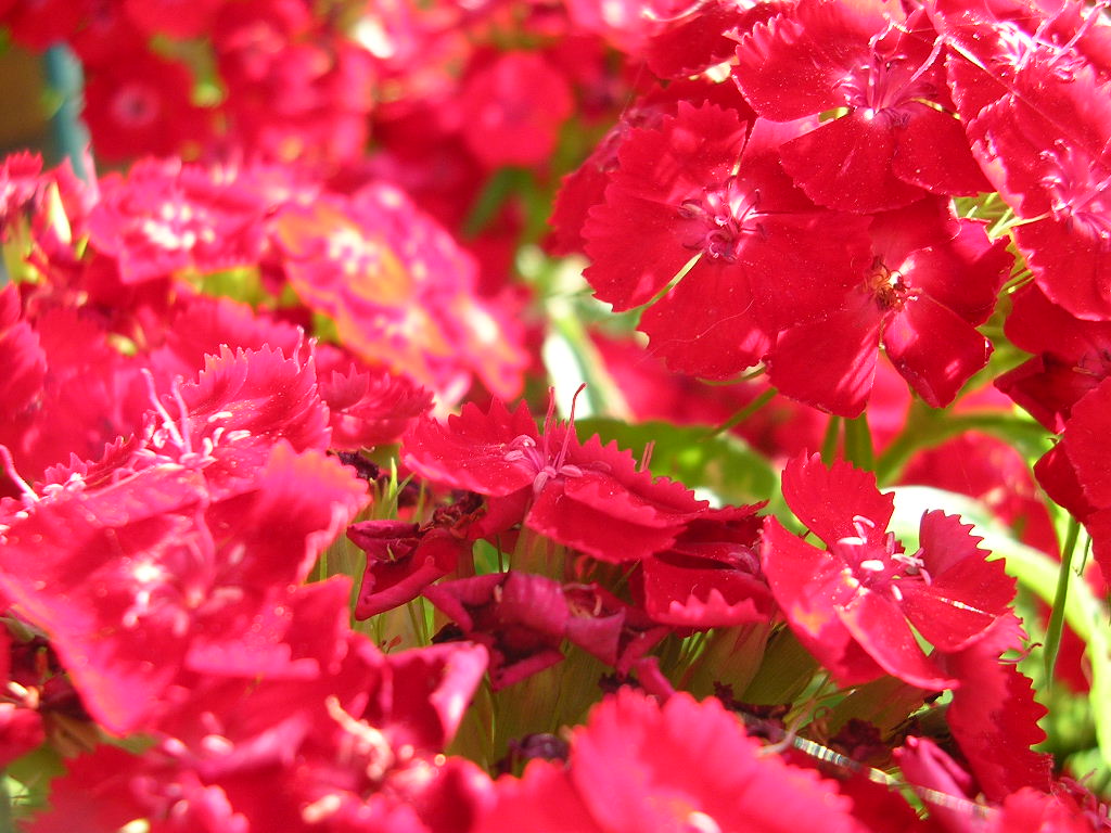 Fonds d'cran Nature Fleurs Oeillets rouges