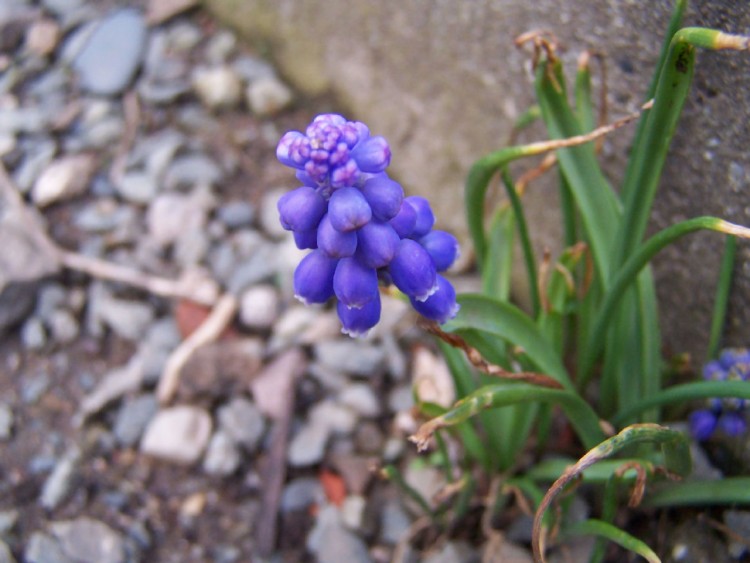 Fonds d'cran Nature Fleurs Fleure violette