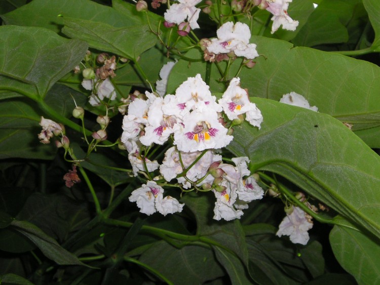 Wallpapers Nature Flowers fleurs de catalpa