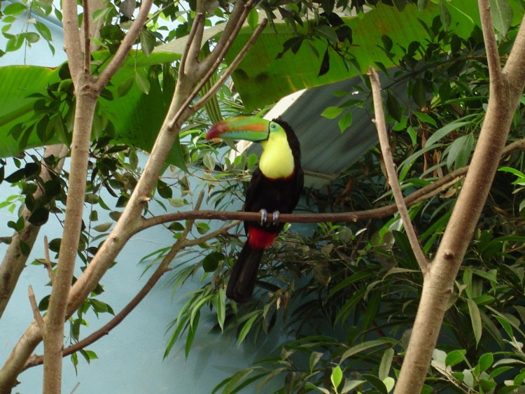 Fonds d'cran Animaux Oiseaux - Toucans Toucan  l'aquarium d'amnville