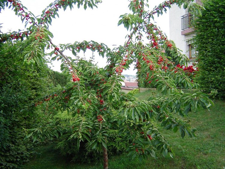 Fonds d'cran Nature Arbres - Forts Cerisier