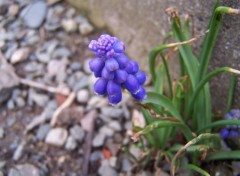 Fonds d'cran Nature Fleure violette