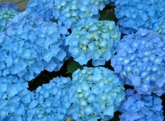 Wallpapers Nature hortensia