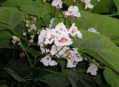 Wallpapers Nature fleurs de catalpa