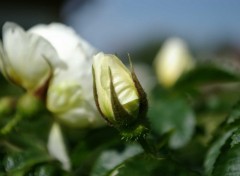 Wallpapers Nature Bouton de rose