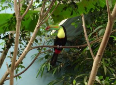 Fonds d'cran Animaux Toucan  l'aquarium d'amnville